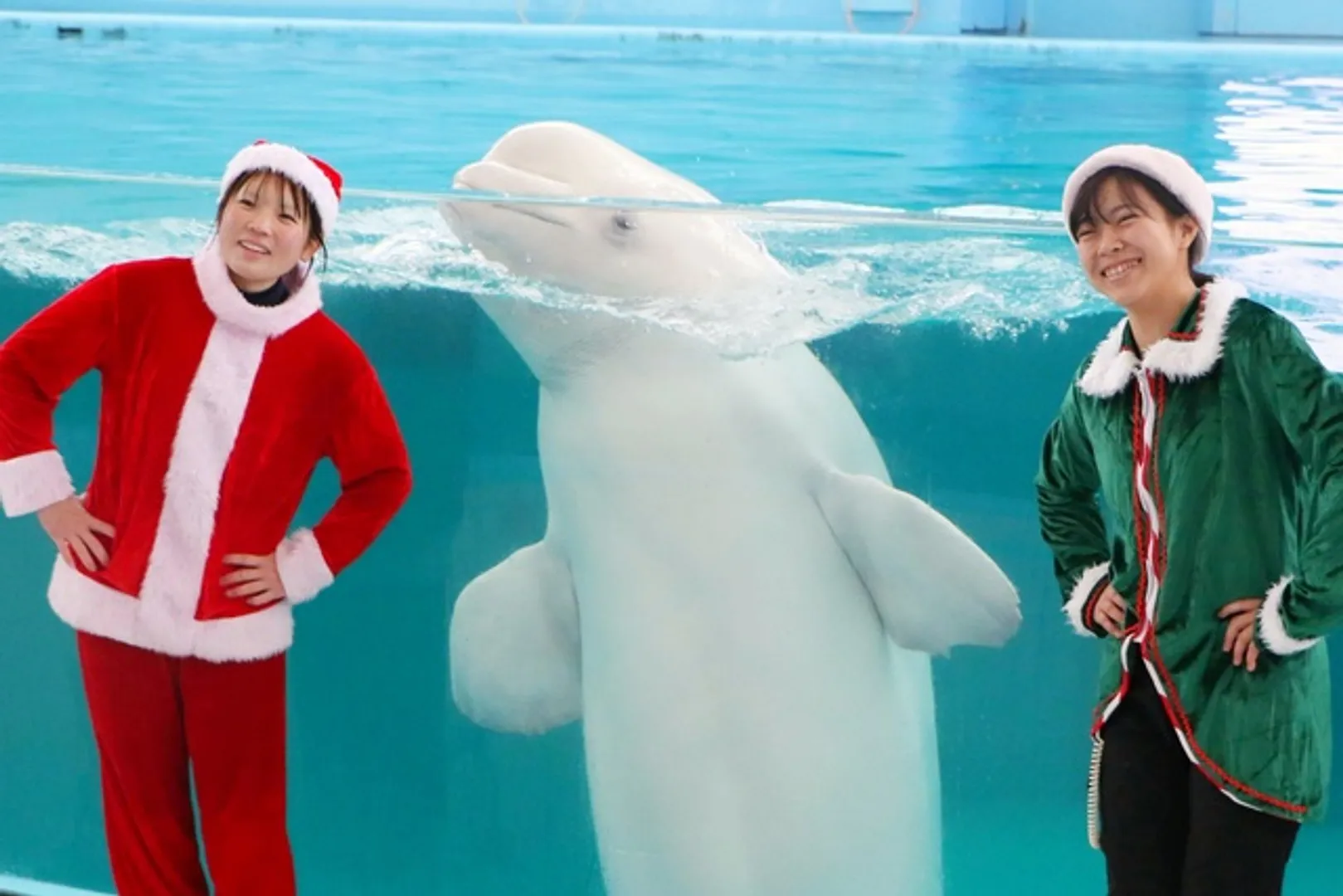 Animal Life Live！もクリスマスバージョンでお届け
