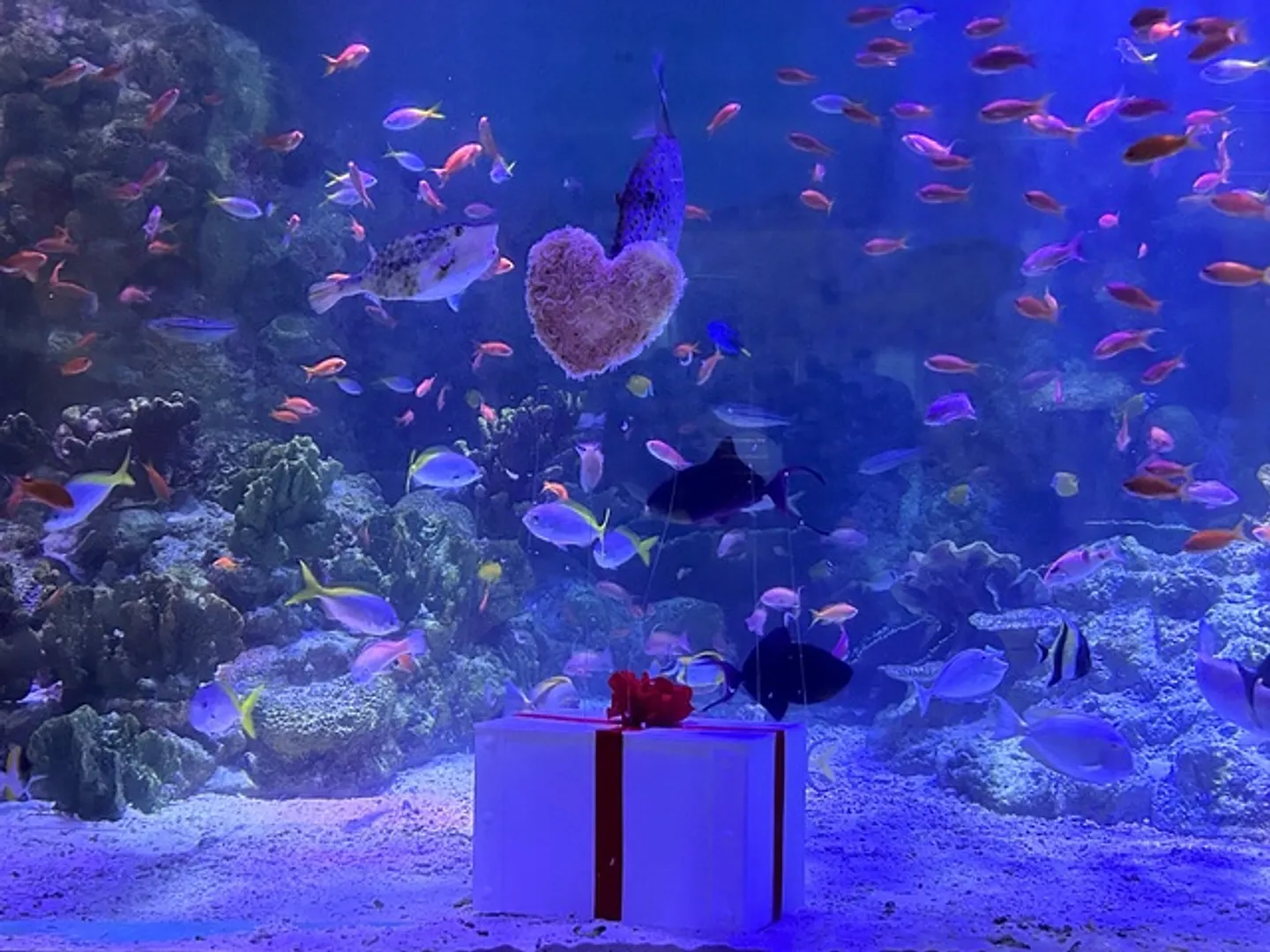 ハート形のエサを色鮮やかなお魚たちにプレゼント！