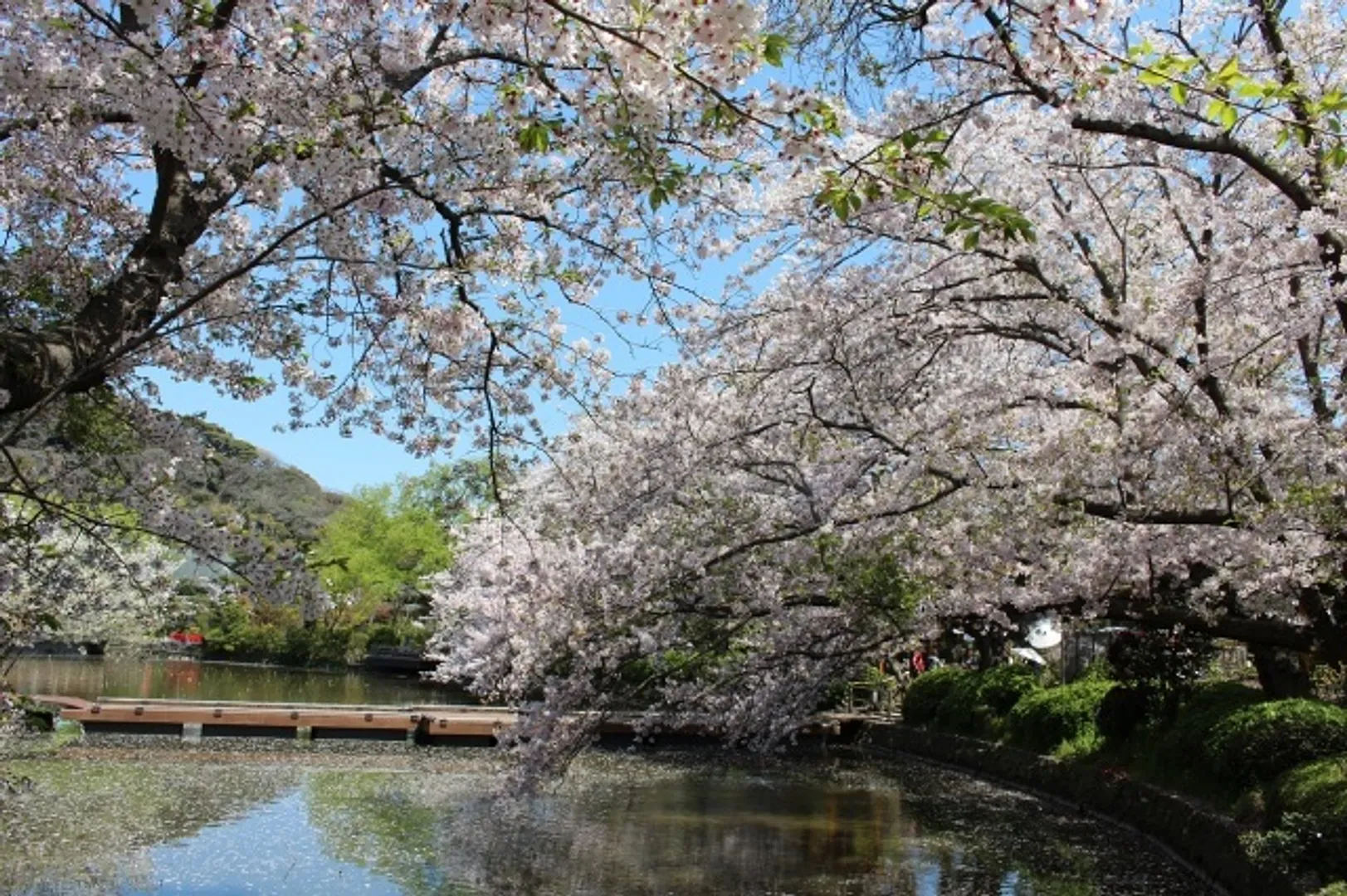 （C）鶴岡八幡宮
