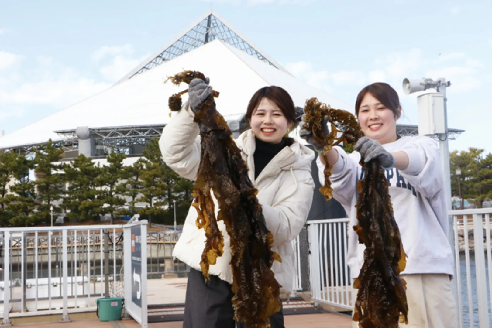 春の人気企画！うみファームで育ったワカメを収穫しよう！