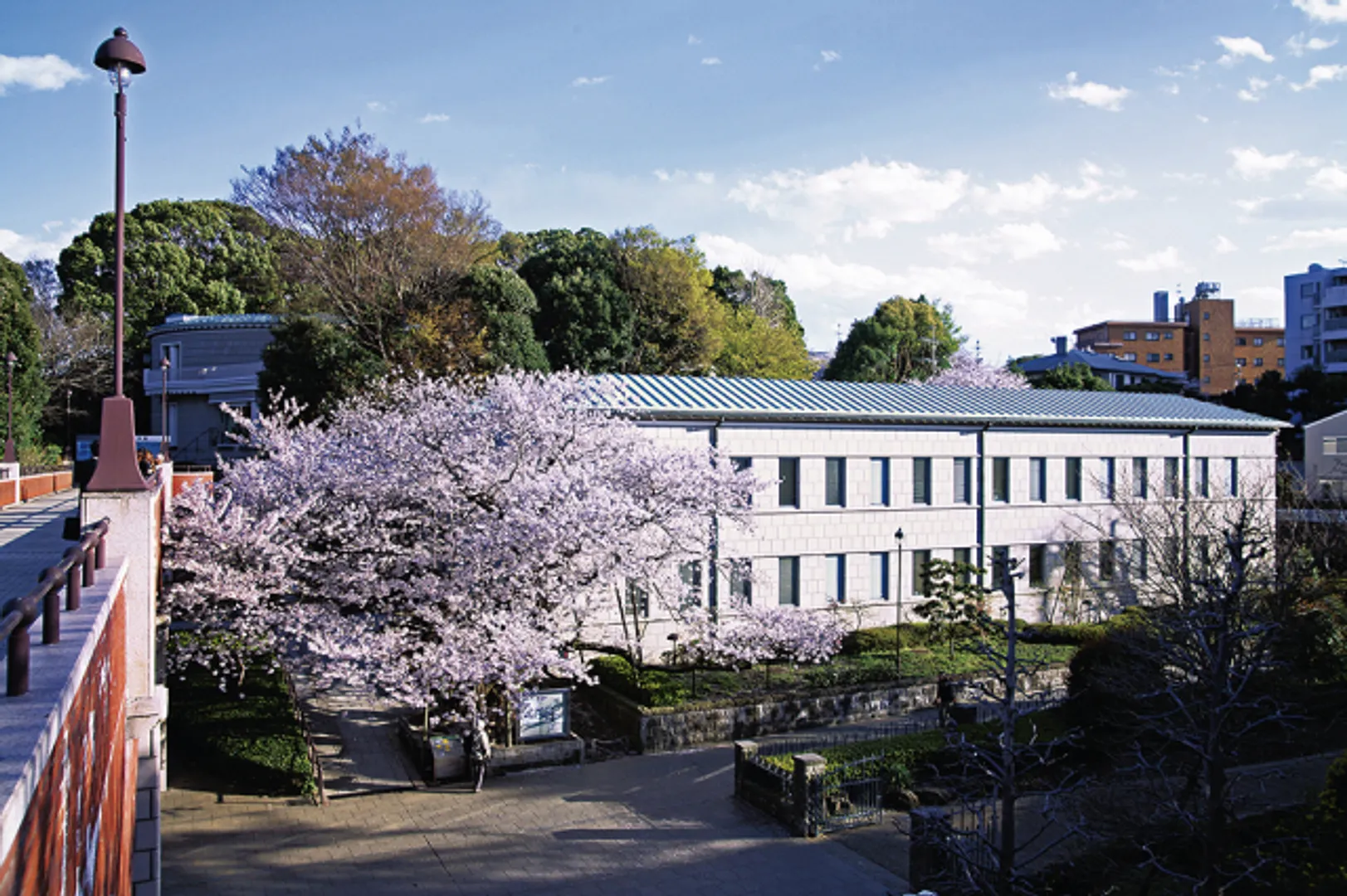 神奈川近代文学館と「芸亭の桜」