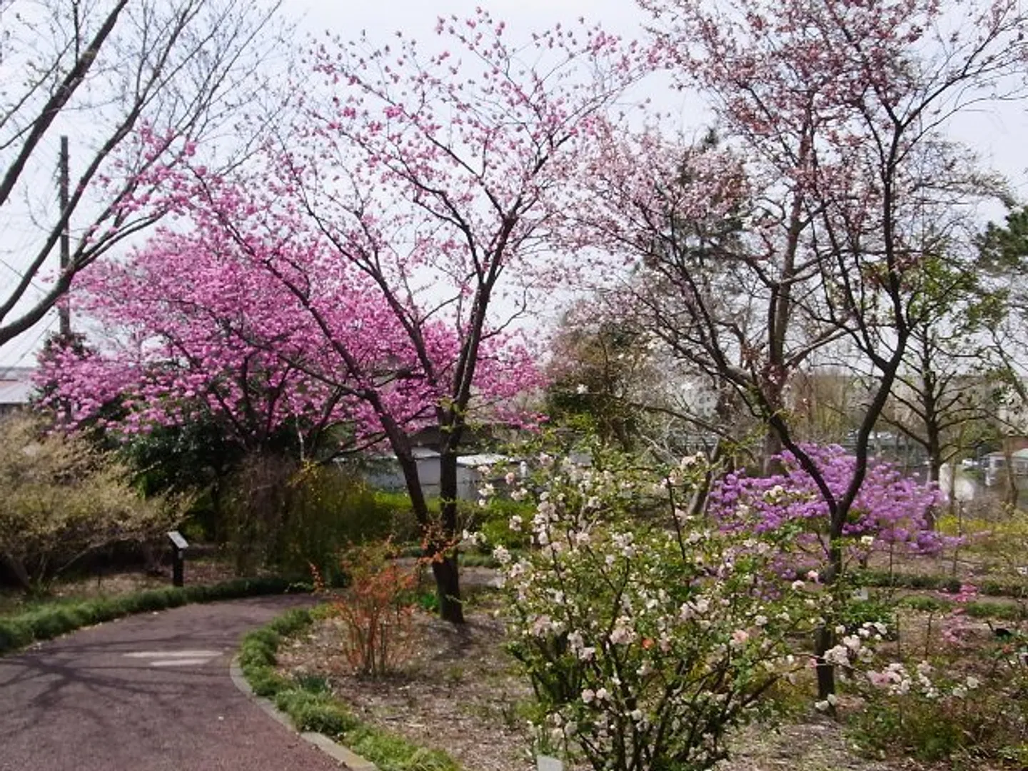 春の花木園