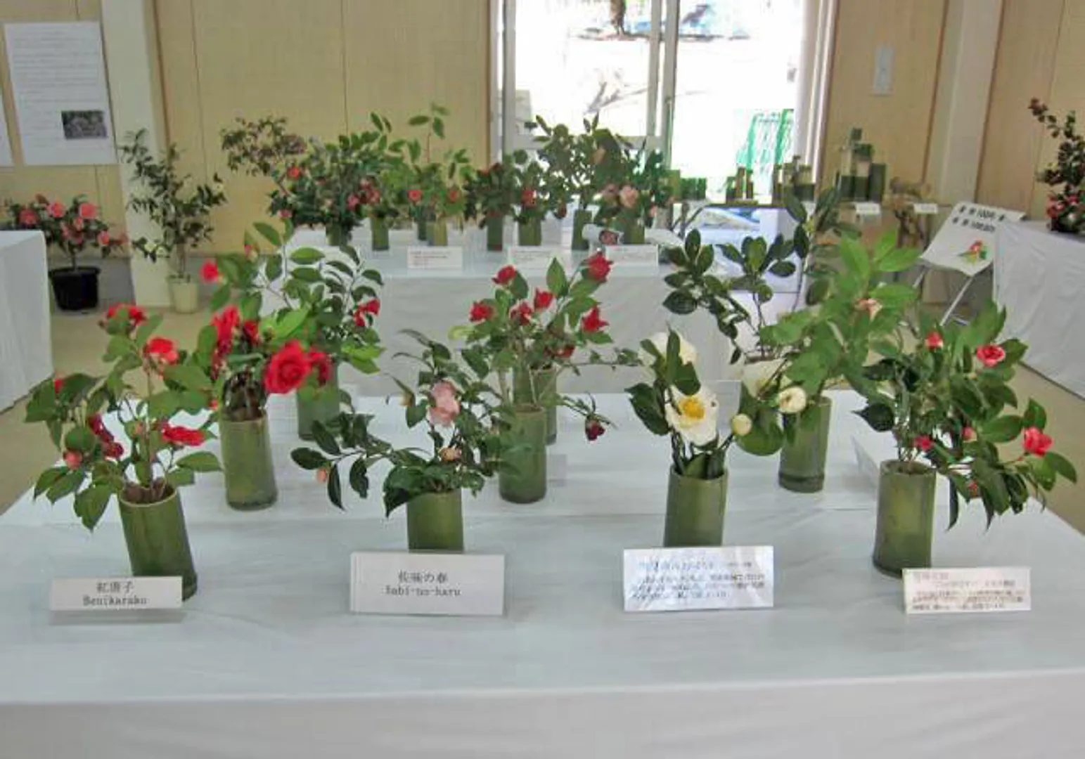 椿の切花展示