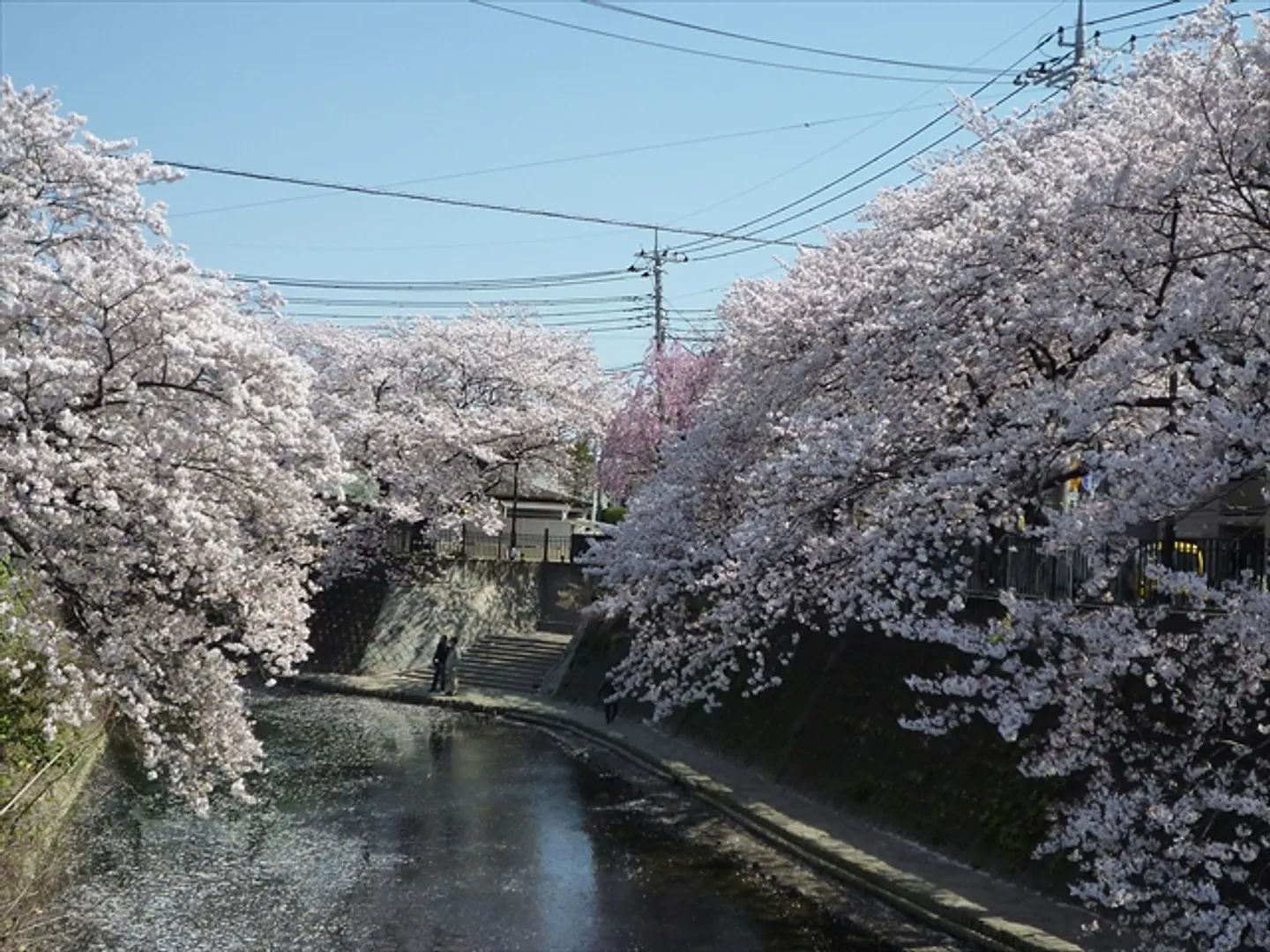 さくら橋からの桜(大岡川プロムナード)