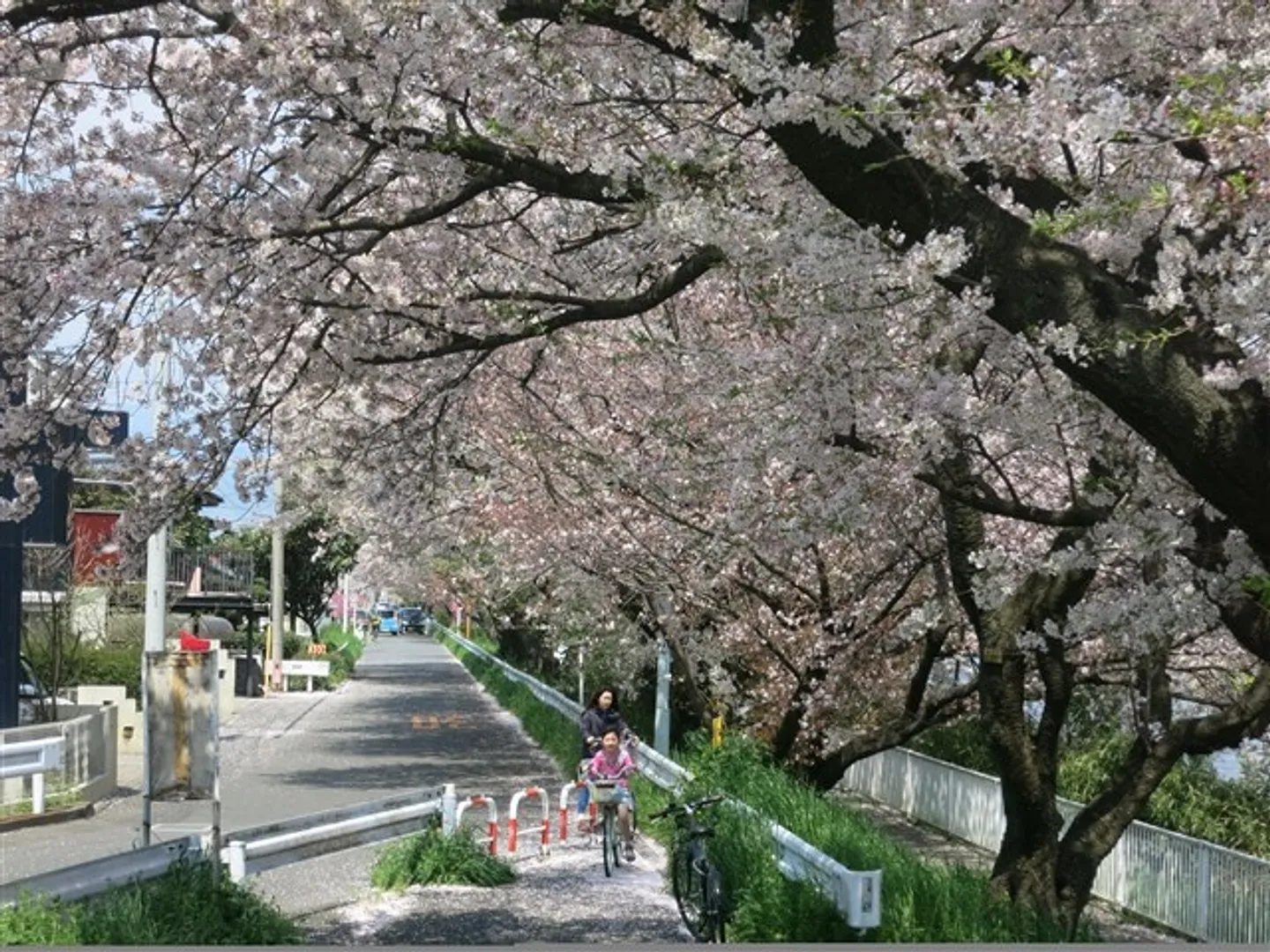 (C)平塚市観光協会