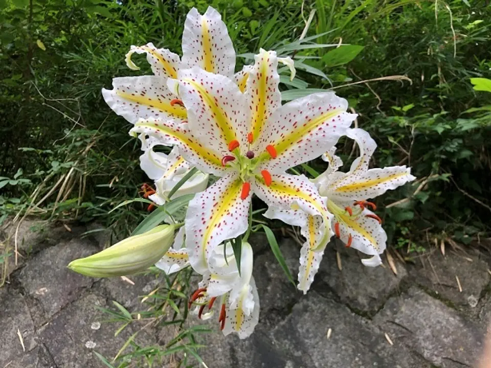 (C)横浜市立金沢動物園