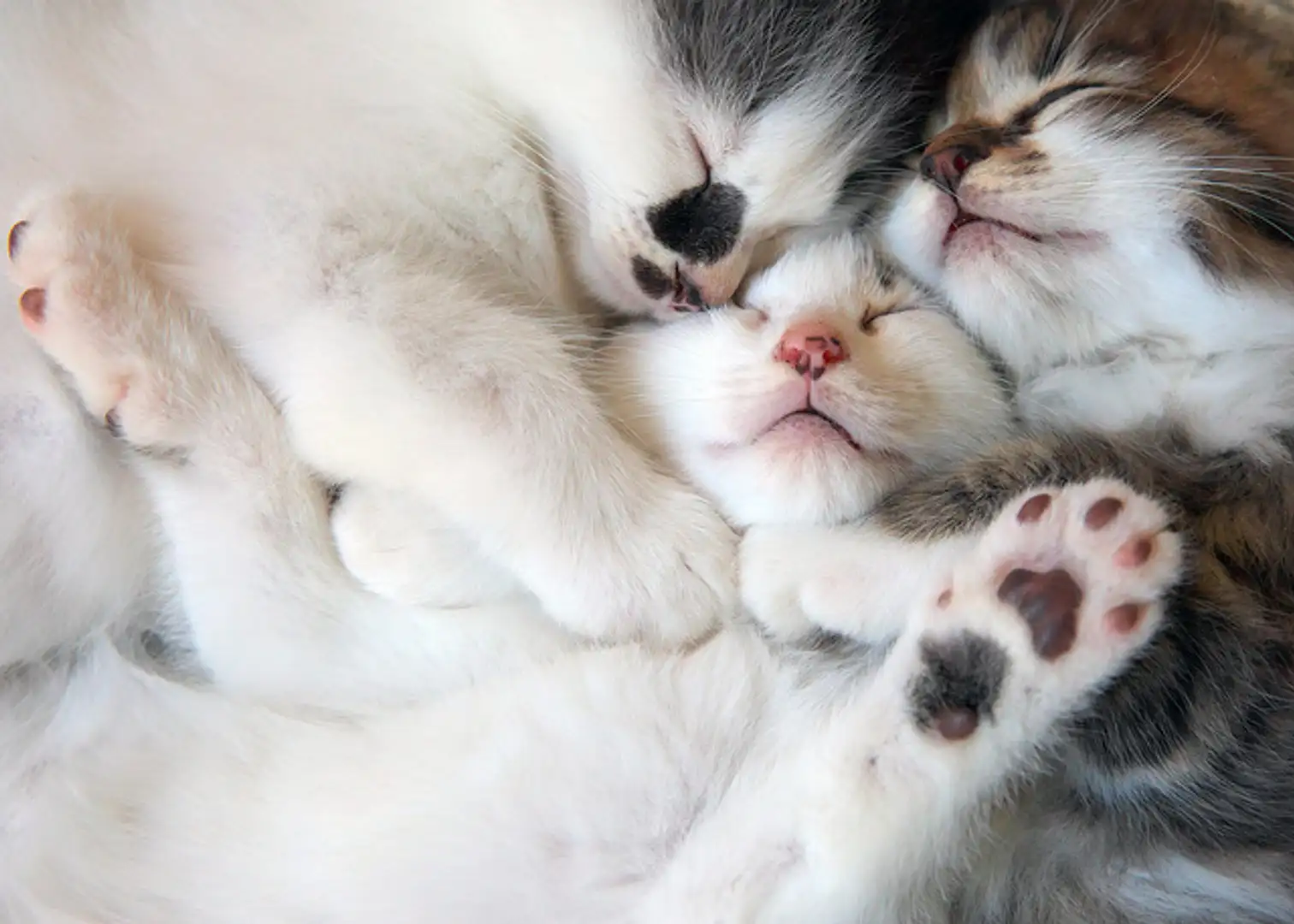 ねこ写真展＠CP+2025 | イベント一覧 | かながわ 横浜観光ならアット