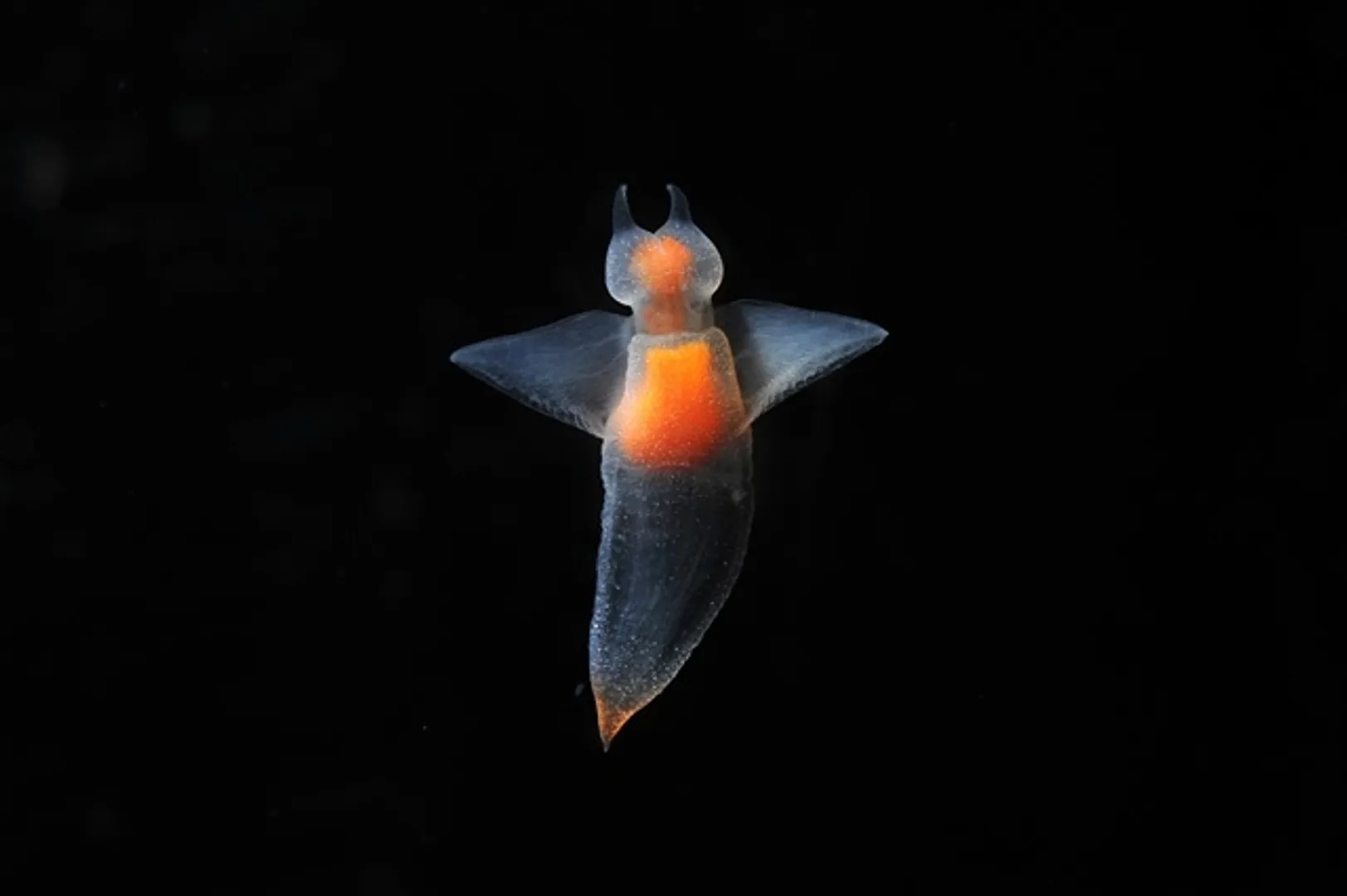 ハダカカメガイ（クリオネ）