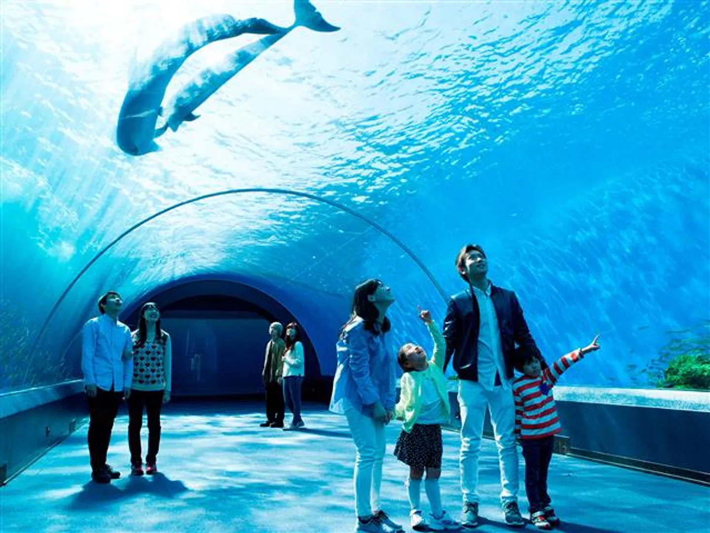 太陽光が差し込む癒しの水族館「ドルフィン ファンタジー」