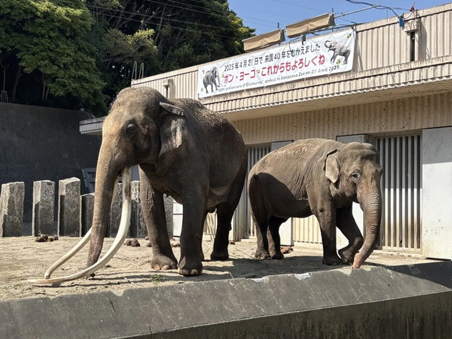 インドゾウのボンとヨーコ
