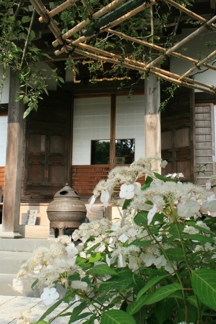 本堂前の清澄沢アジサイ（千葉・清澄山）