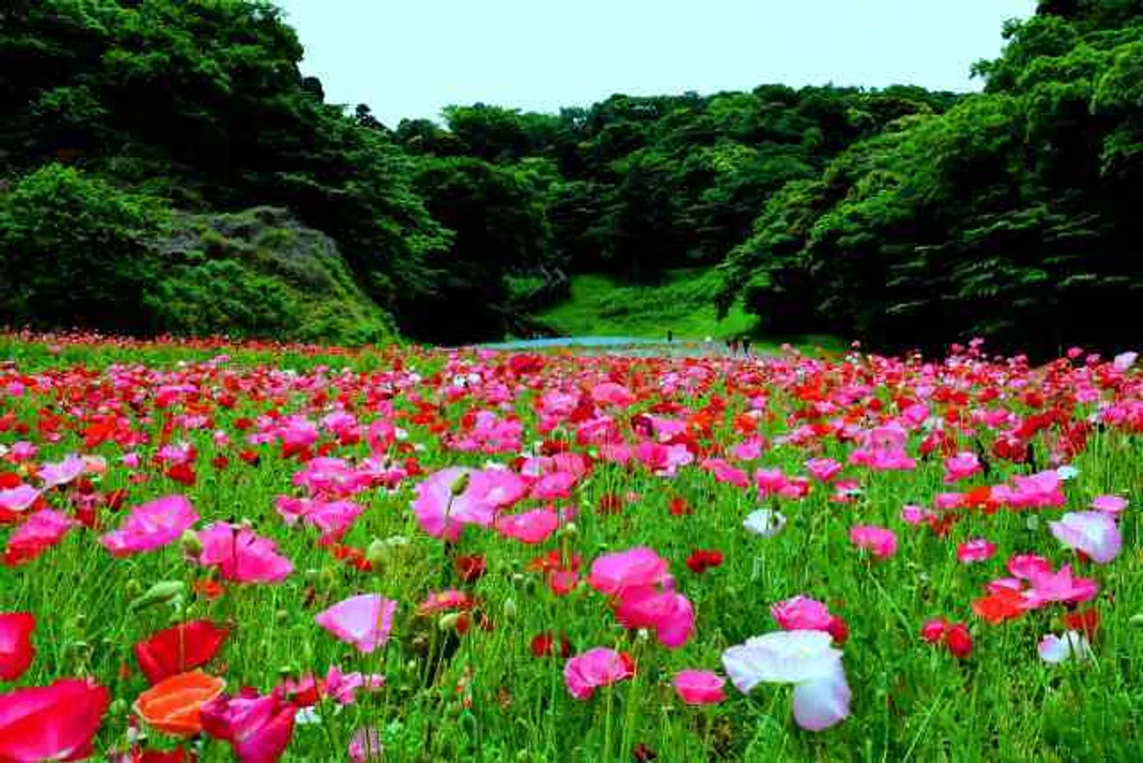 くりはま花の国