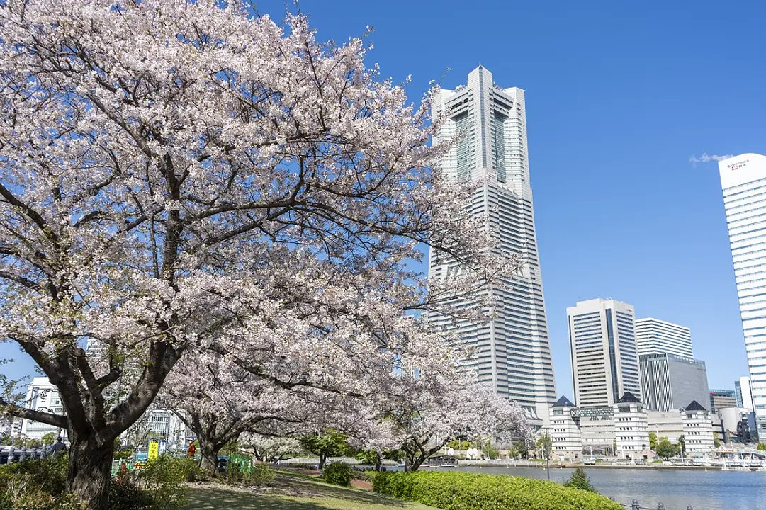 横浜のおすすめ桜スポット5選