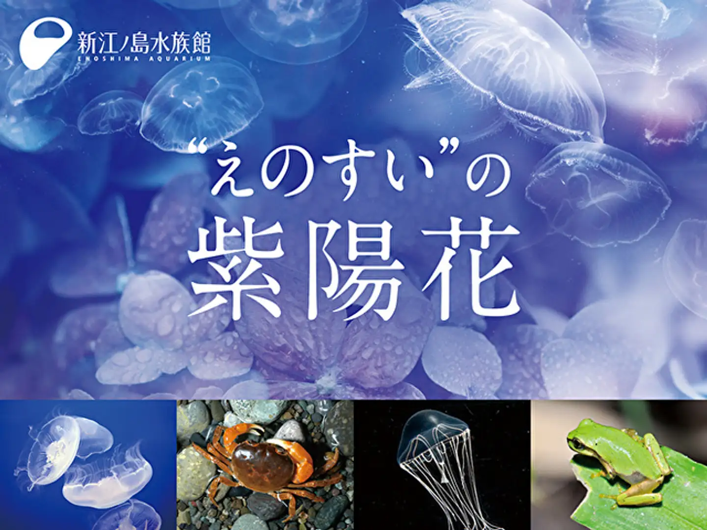 えのすい”の紫陽花 | イベント一覧 | かながわ 横浜観光ならアット
