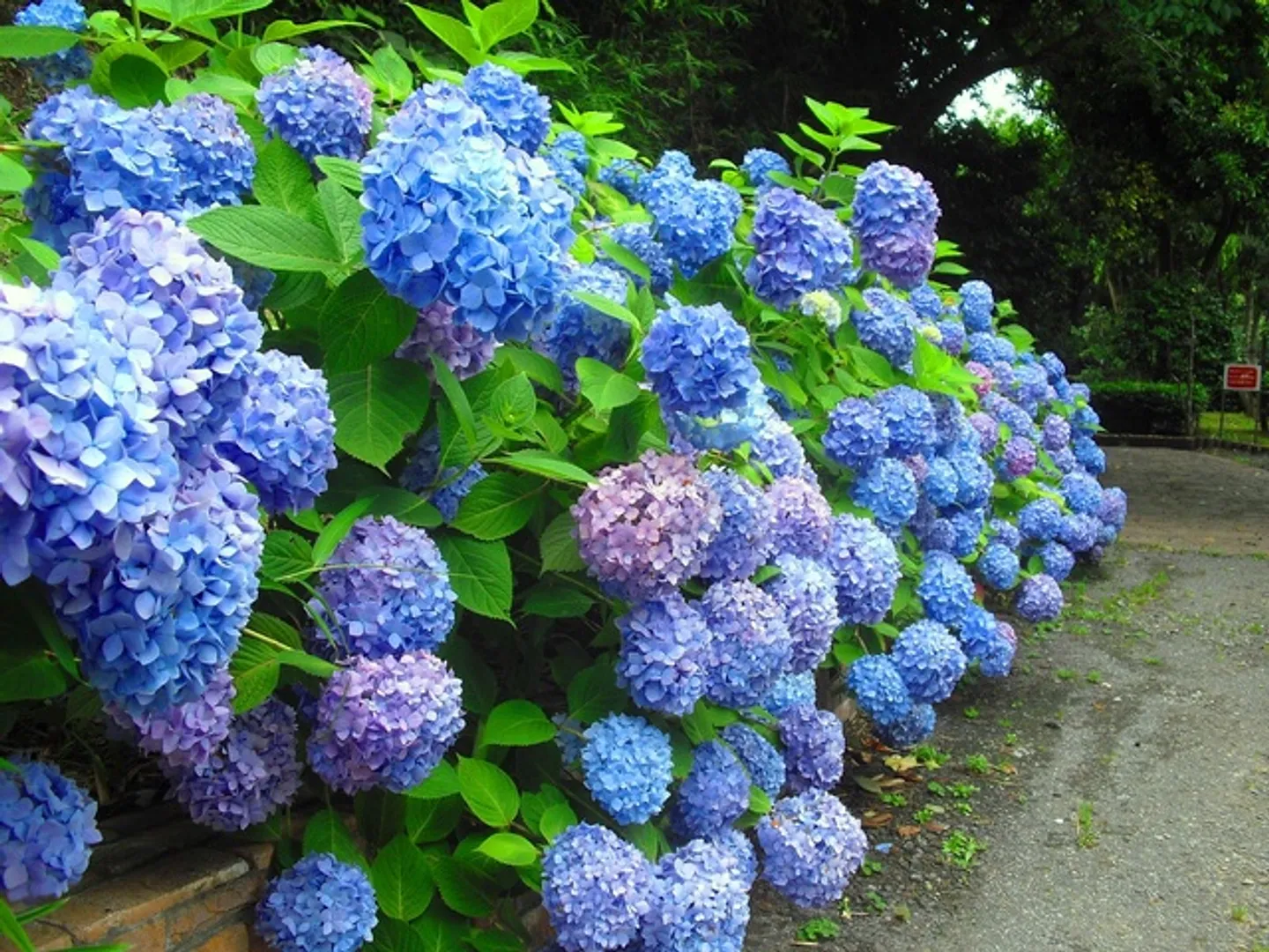 くりはま花の国