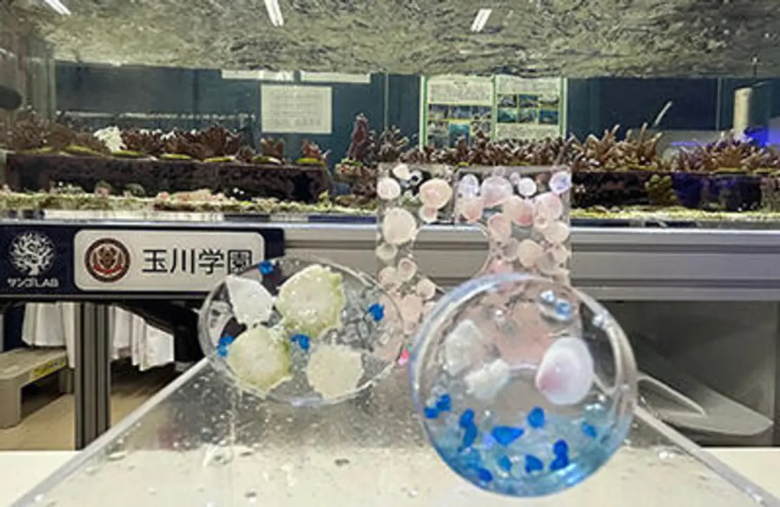 玉川学園　サンゴ部