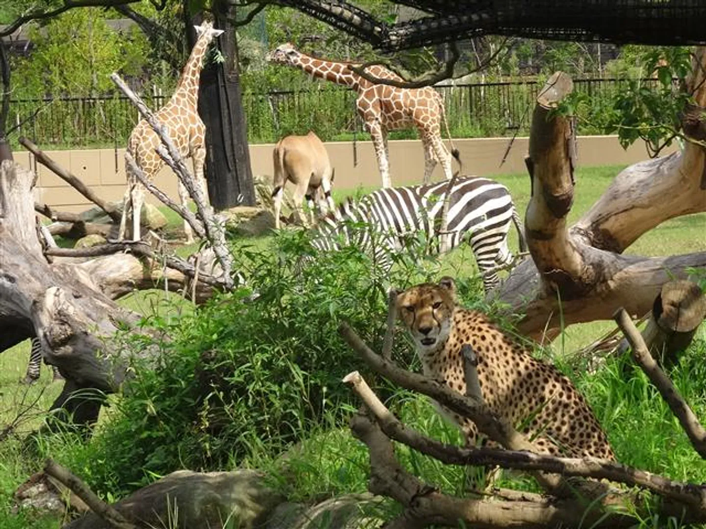 草食動物と肉食動物の4種混合展示が見られる