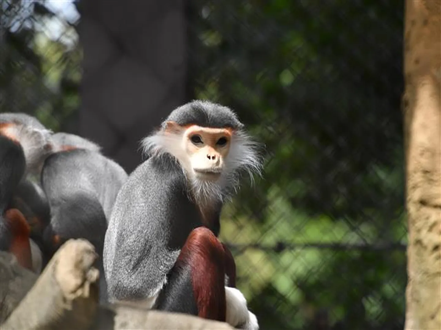 「アジアの熱帯林」にいる珍しいサル、アカアシドゥクラングール
