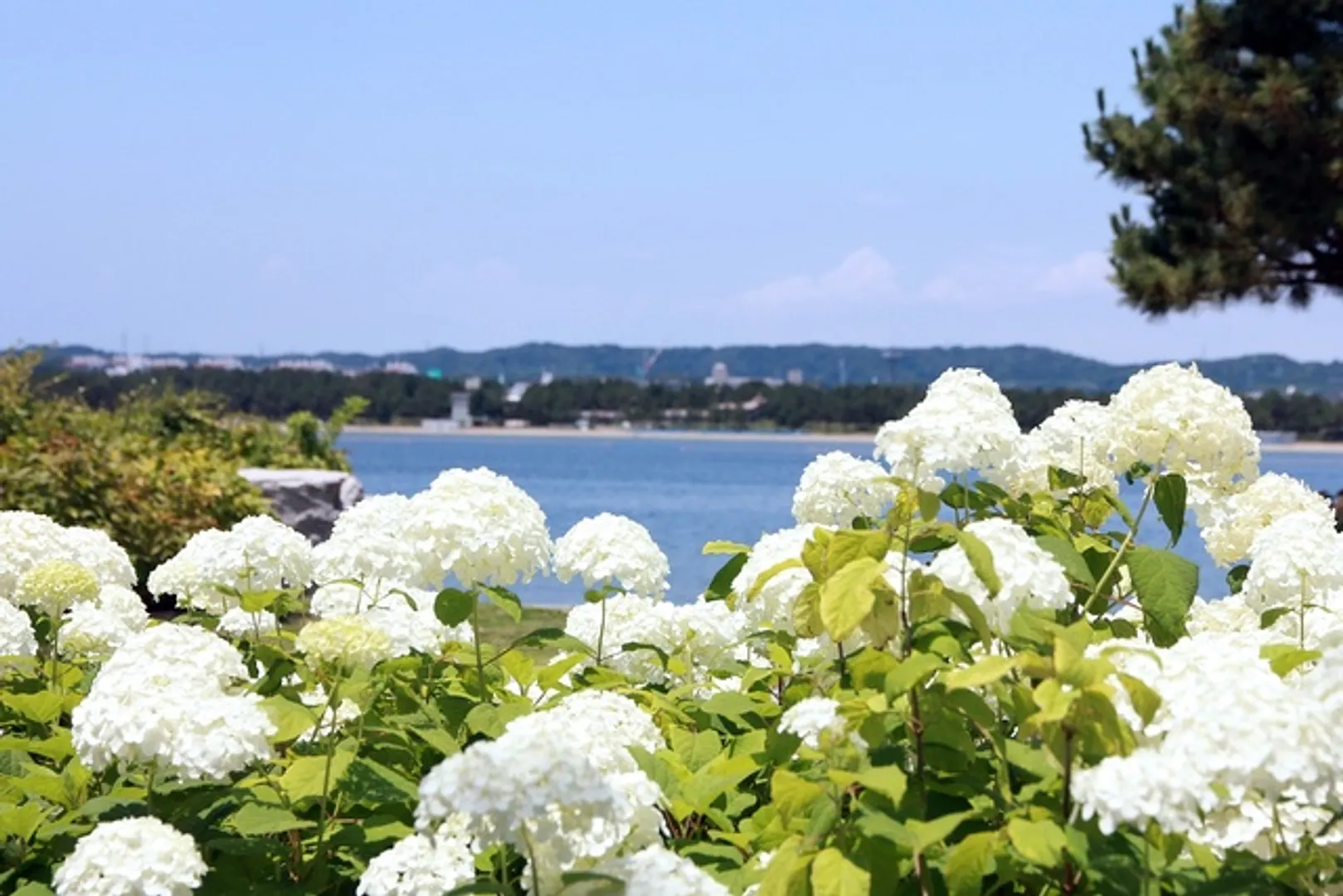海とあじさいが楽しめる「八景島あじさい祭」