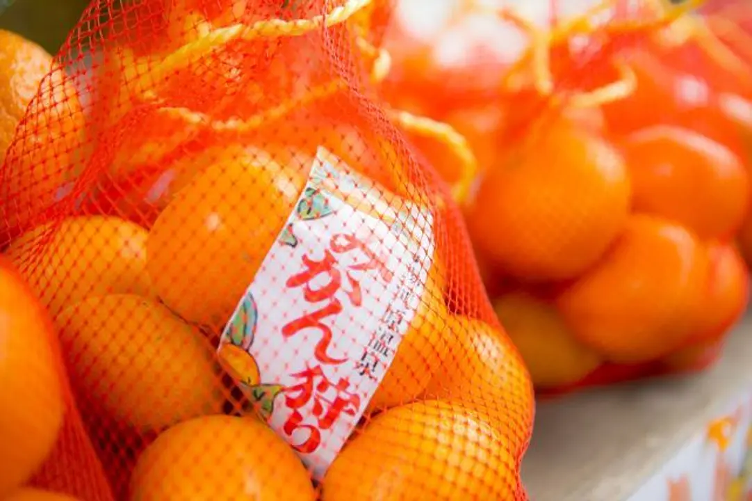 みかん狩りイメージ