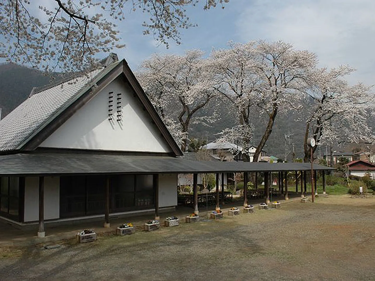 春の咢堂桜(がくどうざくら)