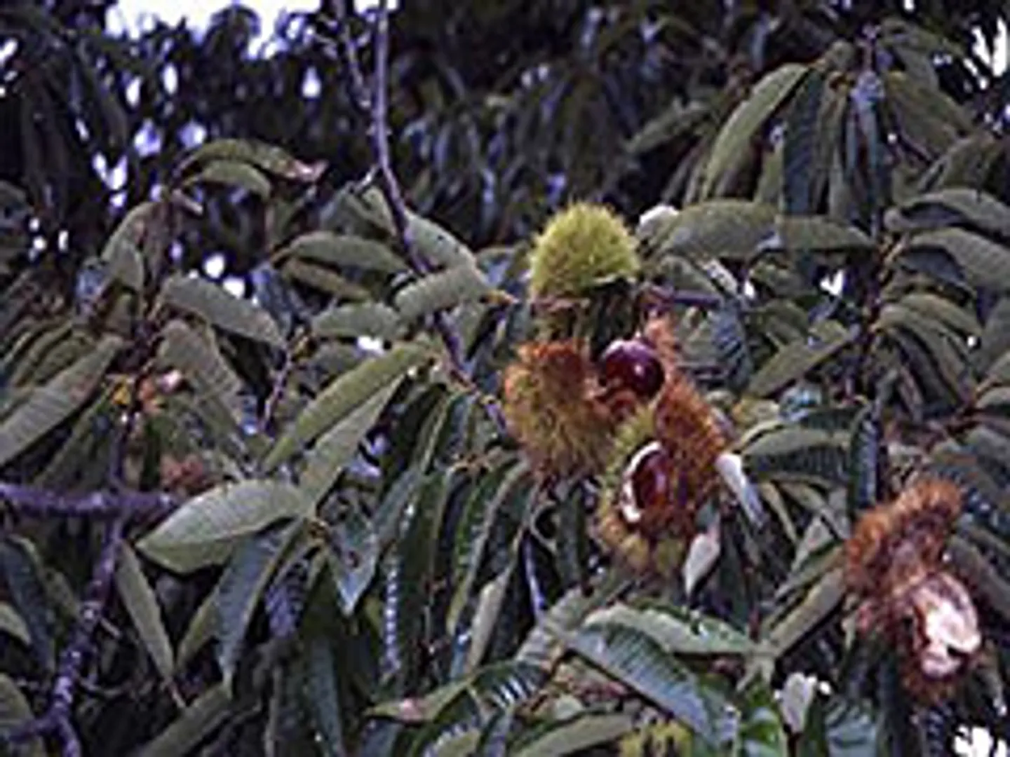 JF005090a.jpg