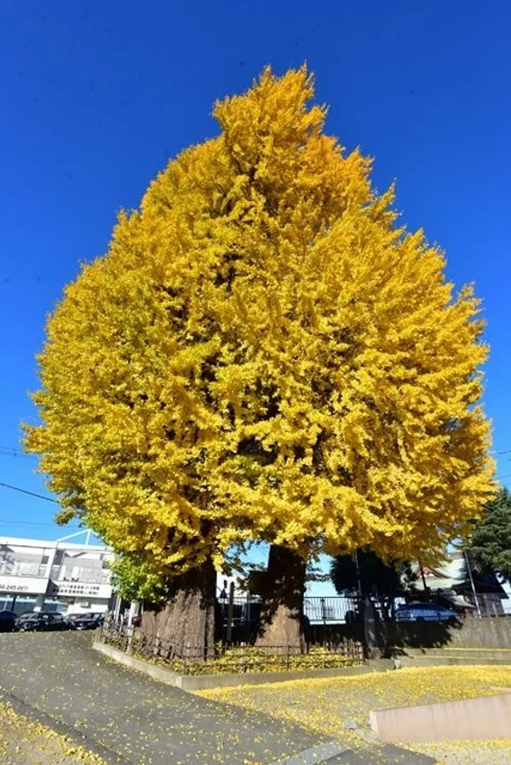 厚木市観光協会
