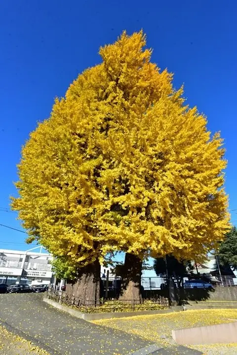 厚木市観光協会