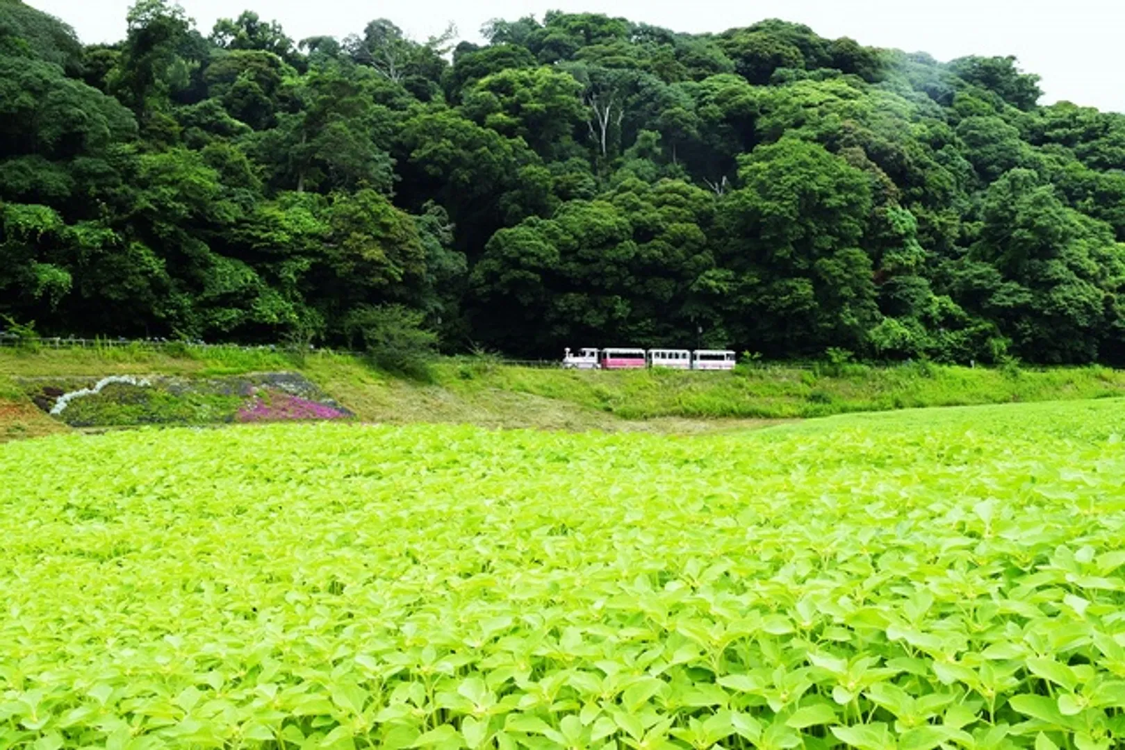 くりはま花の国