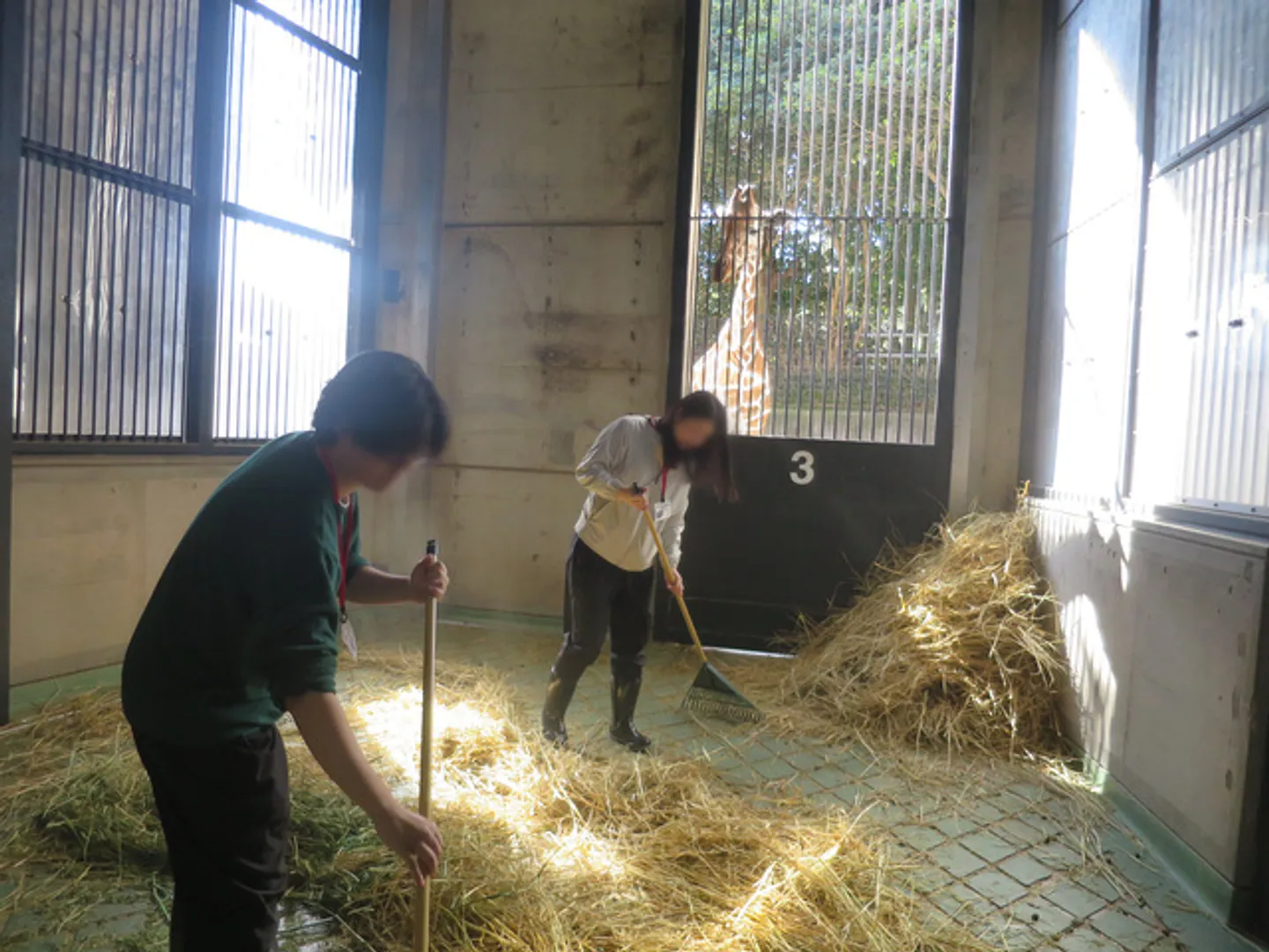 キリンの部屋の掃除　※体験する動物は選べない