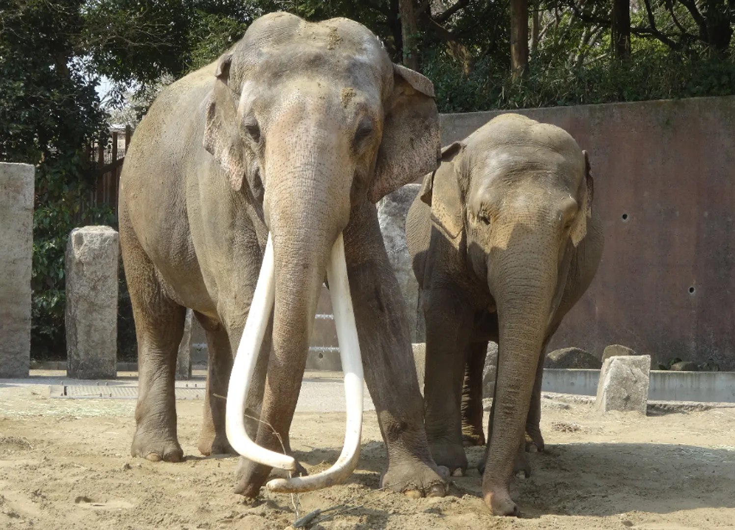 インドゾウ2頭 (2).jpg