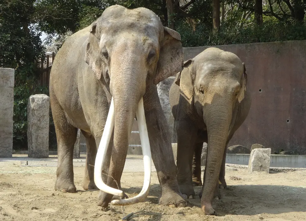 インドゾウ2頭 (2).jpg