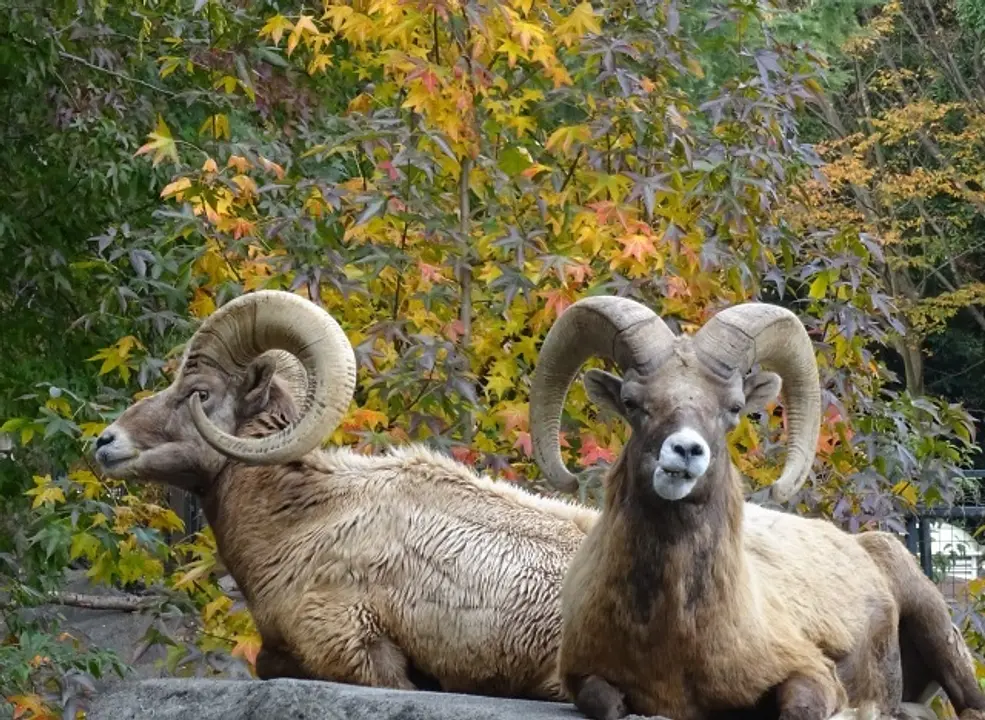 オオツノヒツジとモミジバフウ
