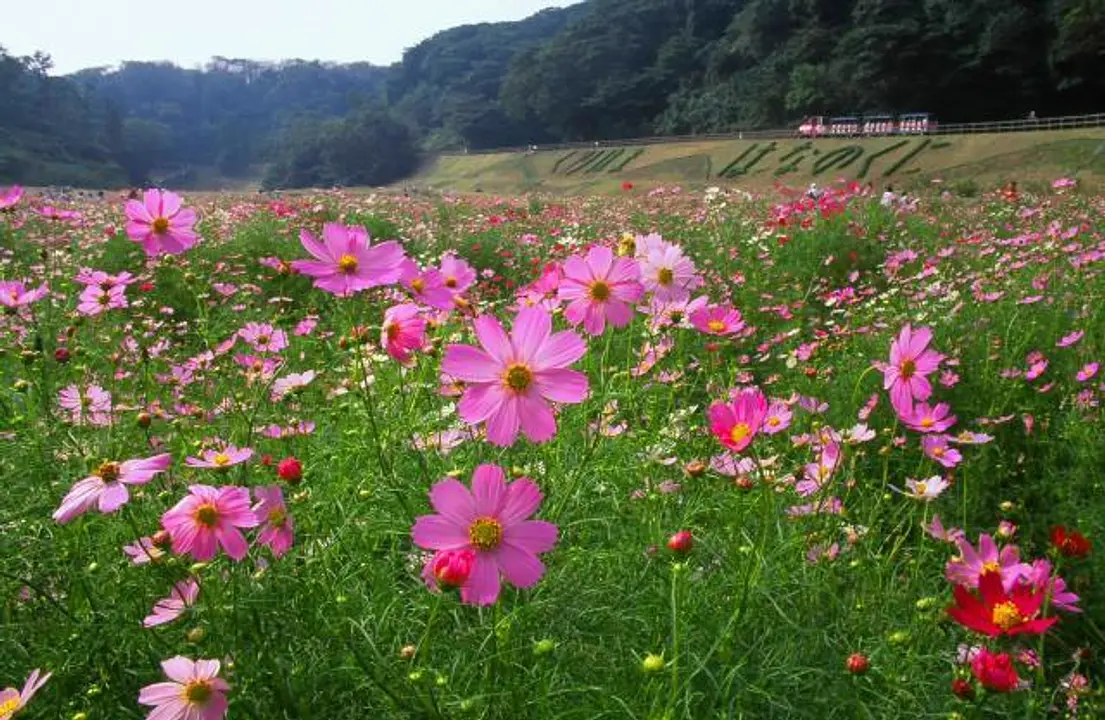 くりはま花の国  コスモス園