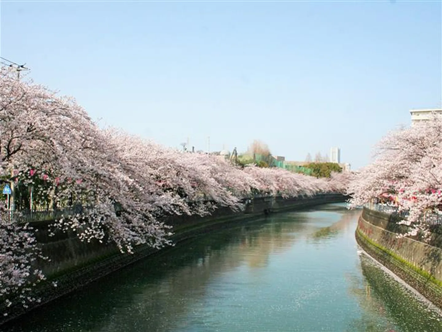 大岡川プロムナード 満開時の様子