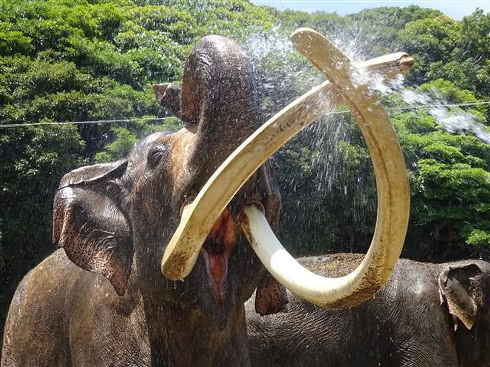 インドゾウのボンは、体の大きさもキバの長さも国内最大級