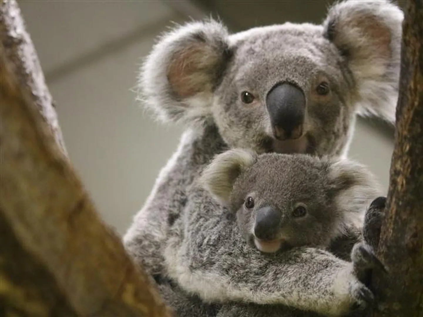 大人気のコアラ
