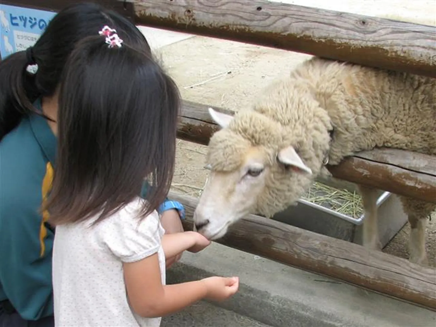 ヤギやヒツジにおやつをあげられる