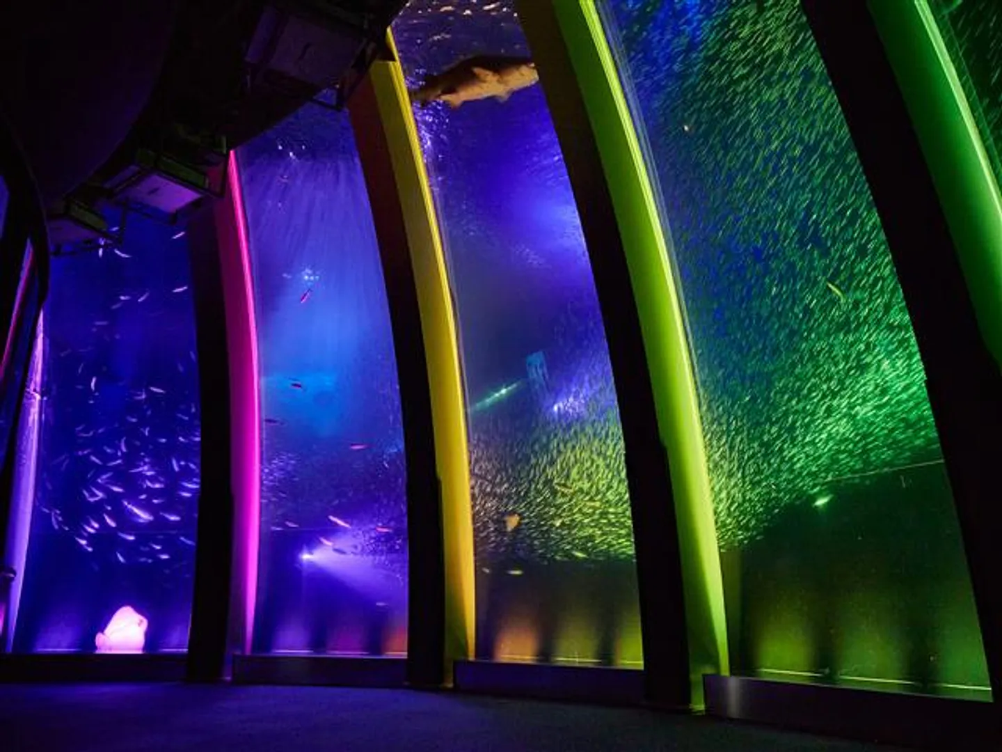 5万尾のイワシが暮す大水槽。音楽と照明に合わせイワシが乱舞する「スーパーイワシイリュージョン」は必見