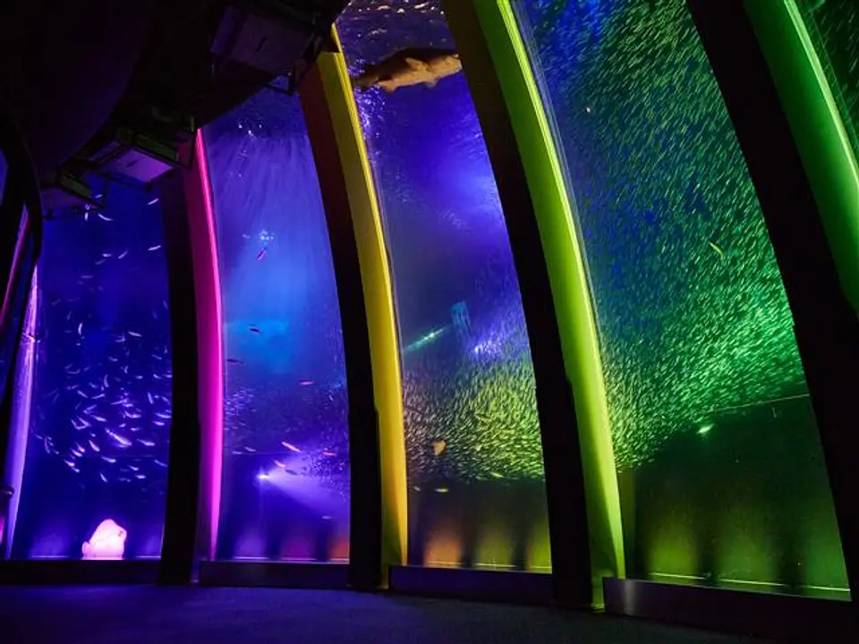 5万尾のイワシが暮す大水槽。音楽と照明に合わせイワシが乱舞する「スーパーイワシイリュージョン」は必見