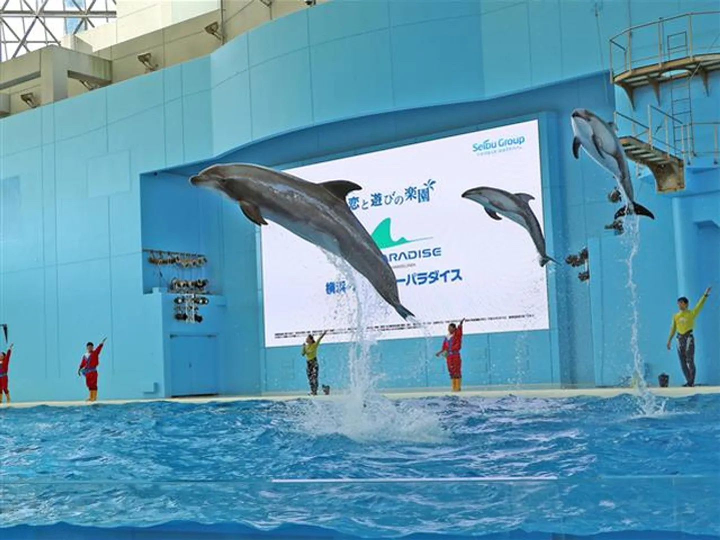 アクアスタジアムではイルカやセイウチなどが登場する「海の動物たちのショー」を毎日開催している