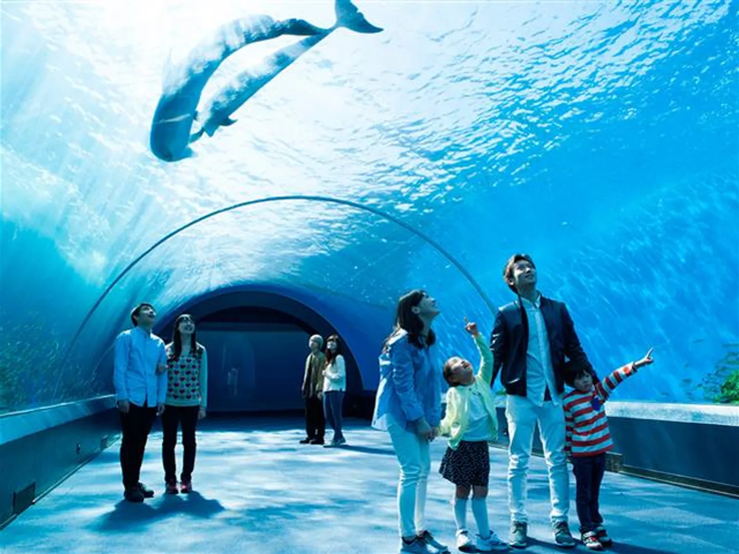 アーチ状の水槽でイルカたちが頭上を泳ぐ「ドルフィン ファンタジー」