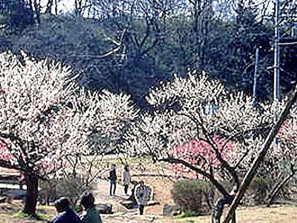 梅の名所として有名な大倉山公園