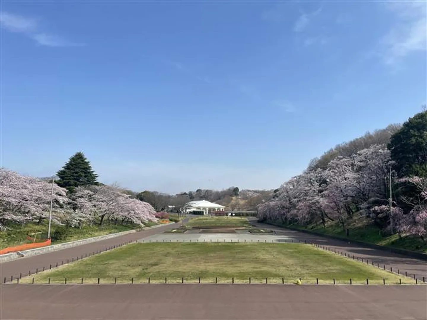 中央広場の桜