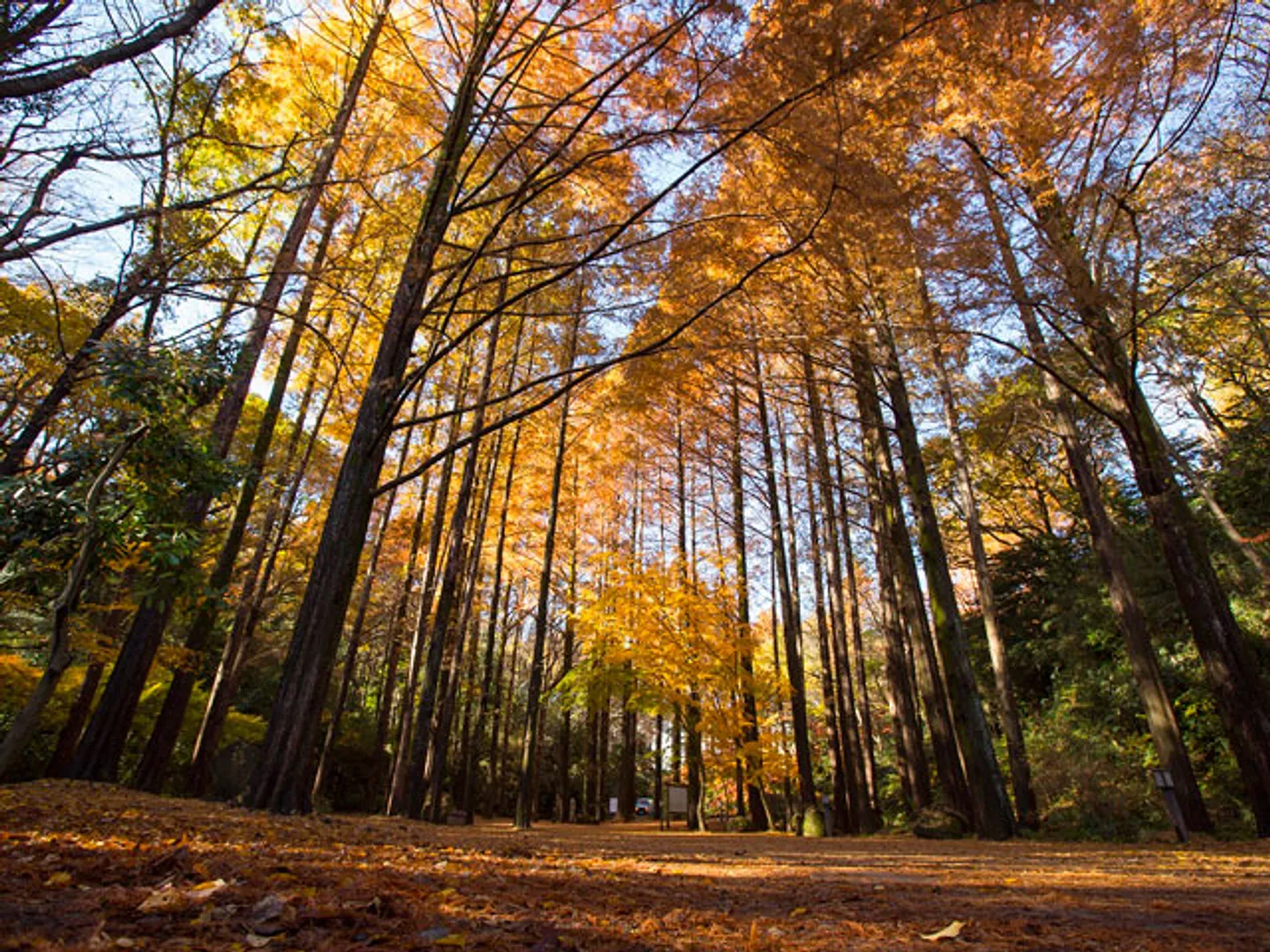 秋のメタセコイア林