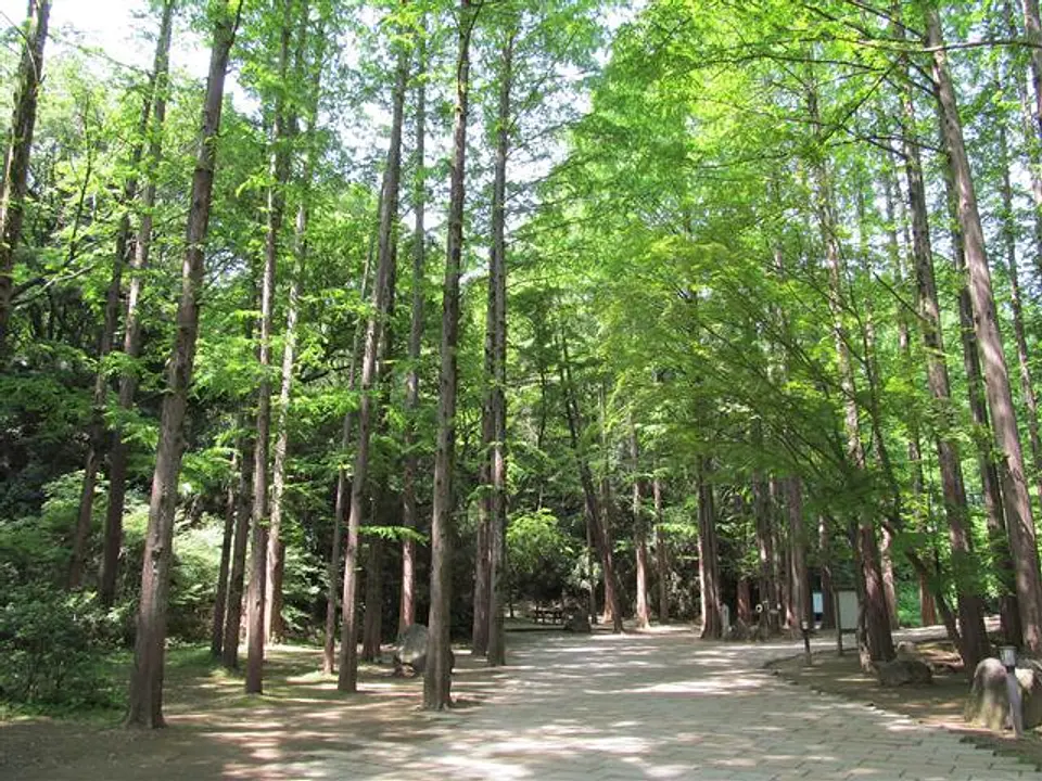 メタセコイアの林