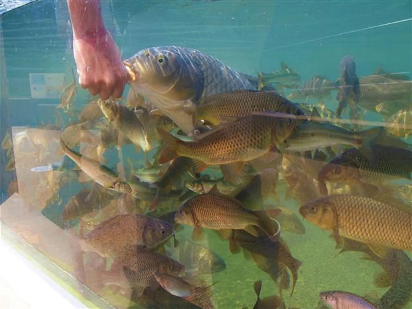 コイ、アブラハヤ、ウグイなどの川魚に餌付け体験ができる大人気イベント「お魚にごはん」がおすすめ