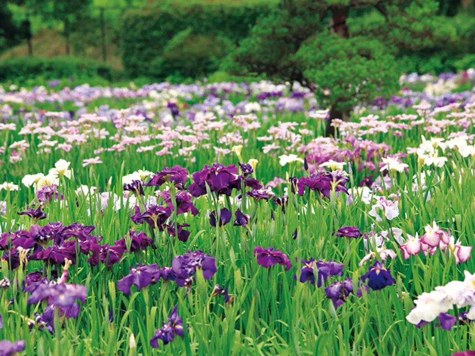 さまざまな品種のハナショウブが見られる
