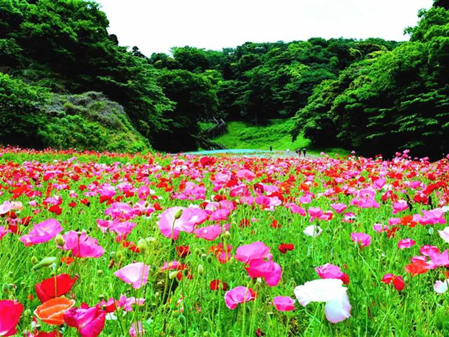 春のポピー園(シャーレポピー満開時)。見頃は5月上旬～5月末