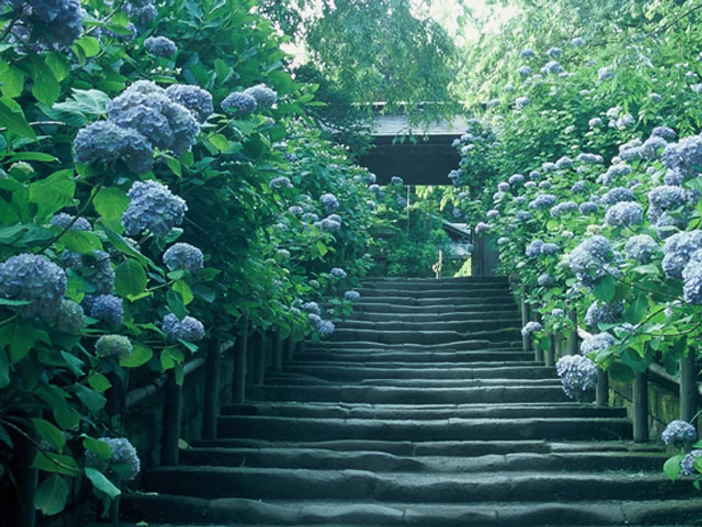 山門前のアジサイが美しい鎌倉石の参道